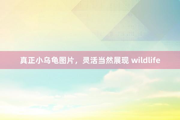 真正小乌龟图片，灵活当然展现 wildlife